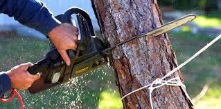 Trusted Crowley, LA Tree Removal and Landscaping Services Experts